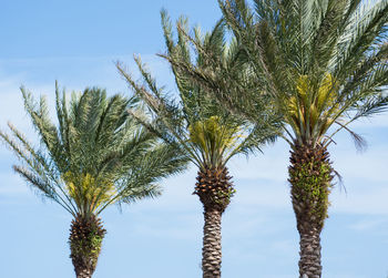 Low angle view of palm tree against sky