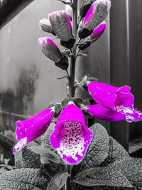 Close-up of pink flowers hanging