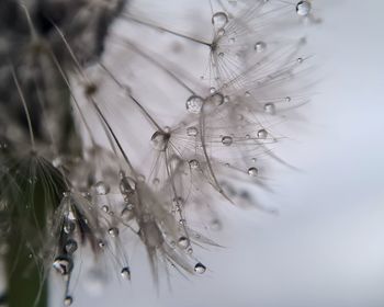 Close-up of raindrops on flower