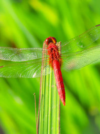 Close-up of insect on leaf