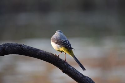 Close-up of bird perching outdoors