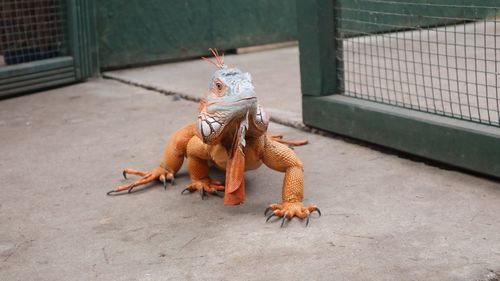 High angle view of crab on footpath