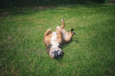 High angle view of a dog on grassy field