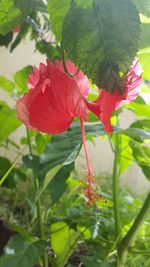 Close-up of red hibiscus blooming outdoors