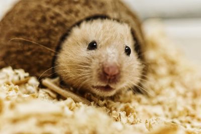 Close-up of hamster