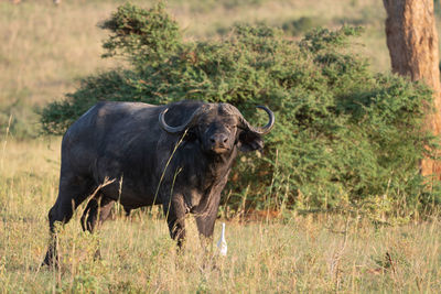 African buffalo, syncerus caffer, murchison falls national park, uganda