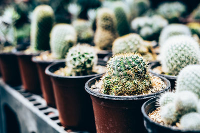 Close-up of succulent plants in pot