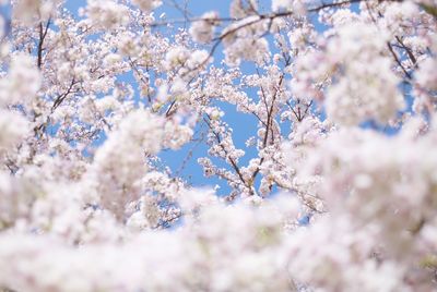 Close-up of flowers on tree