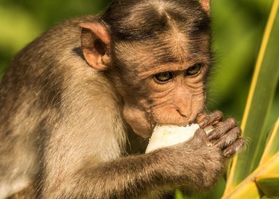 Close-up of monkey eating