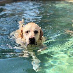 Portrait of dog swimming in pool