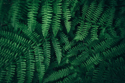 Full frame shot of fern