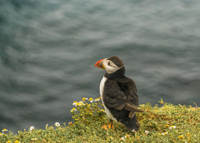 Close-up of bird perching on a plant