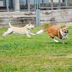 View of dogs running