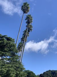 Low angle view of coconut palm trees against blue sky