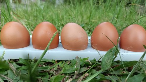 Close-up of eggs in nest