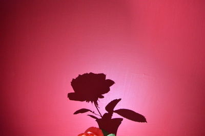 Close-up of silhouette pink flowering plant