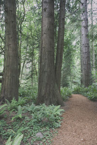 Trees in forest