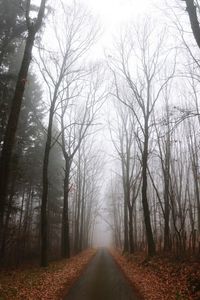 Dirt road amidst trees in forest