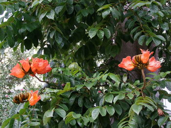 Orange hibiscus flowers blooming outdoors