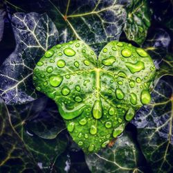 Close-up of raindrops on leaf