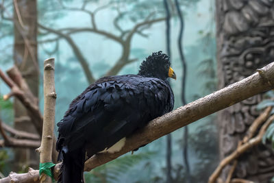 Bird perching on branch