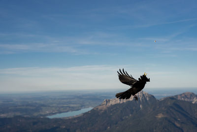 Bird flying against sky