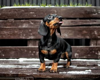 Close-up of dog