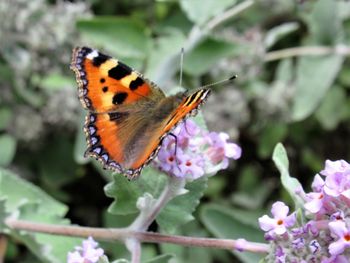 Close-up of butterfly pollinating on flower