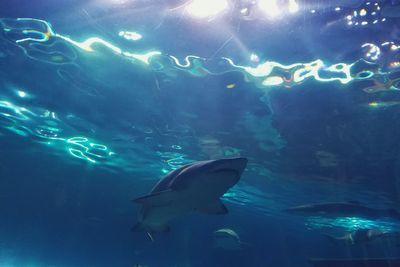 School of fish swimming in aquarium