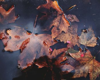 Close-up of maple leaves on water