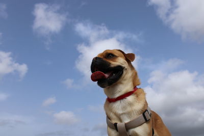 Low angle view of a dog looking away against sky