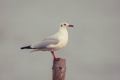 Close-up of bird perching on wall