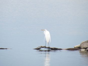 White heron perching on wall