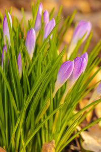 Close-up of purple crocus flowers on field