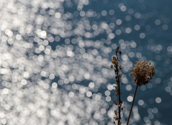 Close-up of flowering plant against water