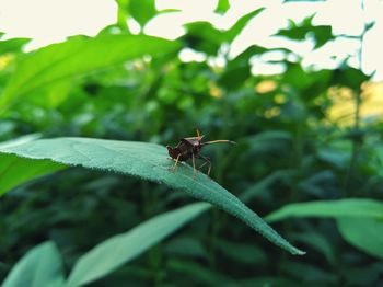 Close-up of insect on plant