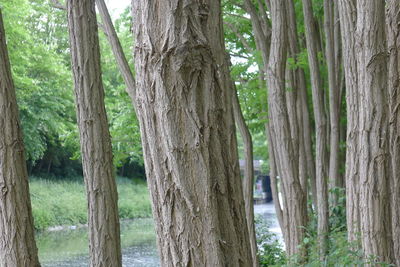 View of trees in forest