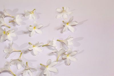 High angle view of white flowering plant