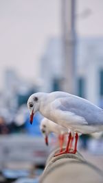 Close-up of seagull perching