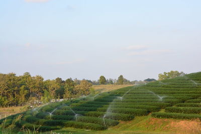 Scenic view of agricultural field against sky