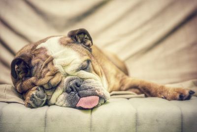 Close-up of a dog sleeping