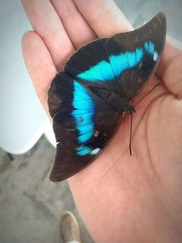 High angle view of butterfly on hand