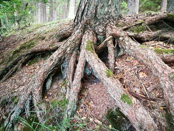 Close-up of tree roots in forest