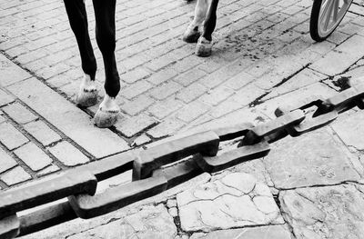 Low section of horse standing on footpath