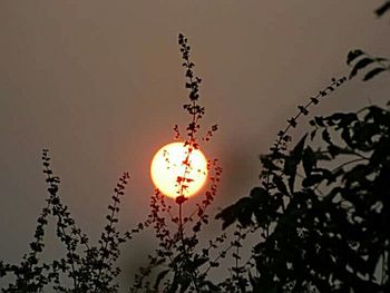 Low angle view of illuminated tree against sky