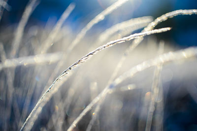 Close-up of frozen plants against blurred background