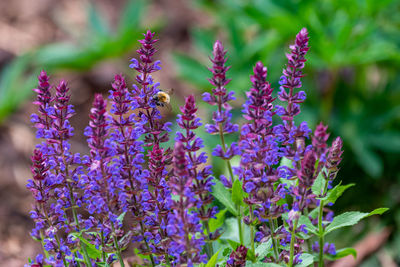 Close-up of insect on purple flowering plant