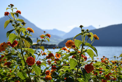 Close-up of flowering plant against sky