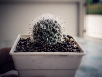 Close-up of succulent plant on table