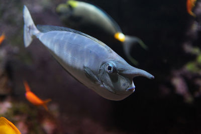 Close-up of fish underwater